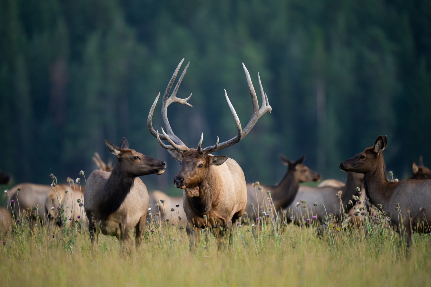 Elk - Rocky Mountain National Park (U.S. National Park Service)