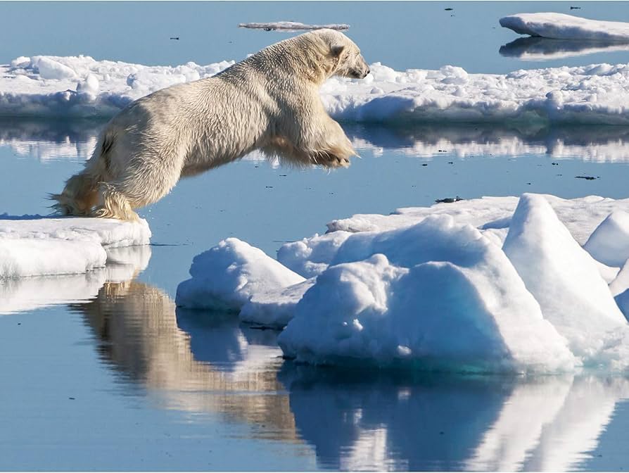 Amazon.com: Weith Male Polar Bear Hunting Seal Svalbard Ice Photo ...