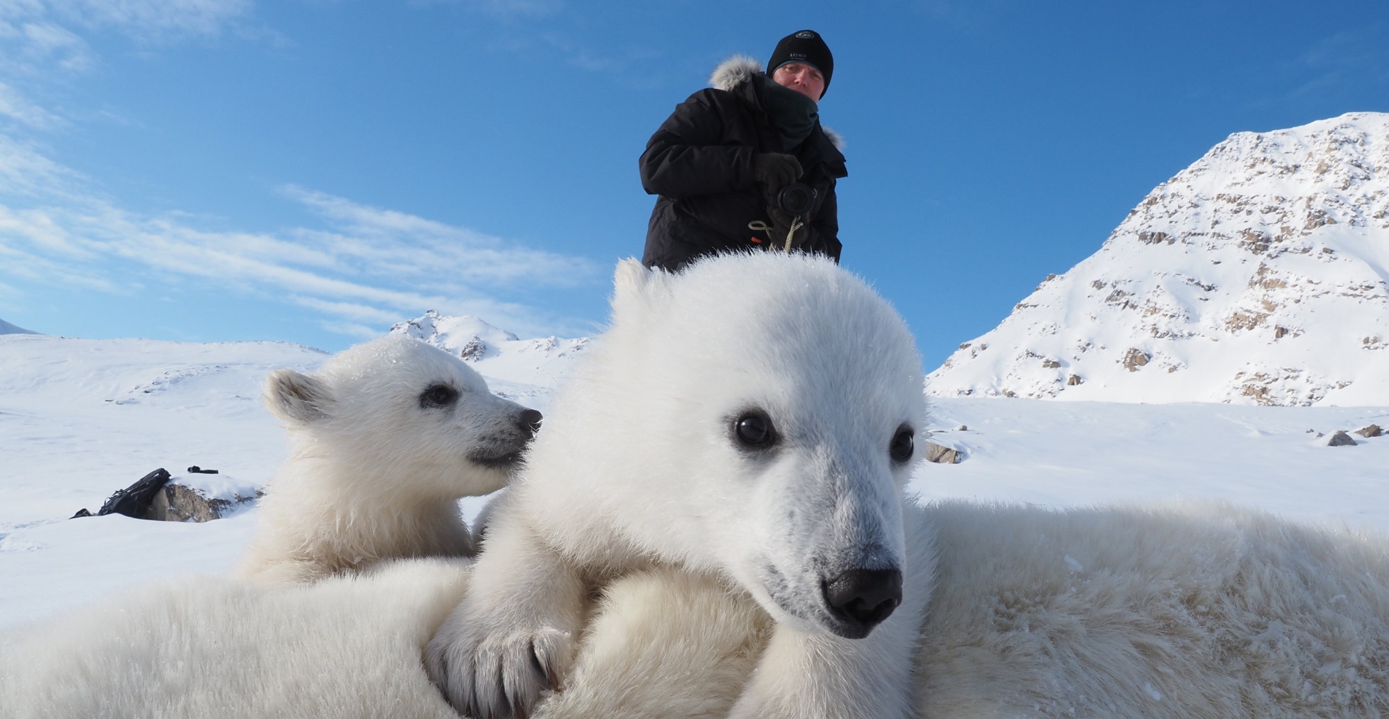 Polar bears and climate change: New research in Norway has ...
