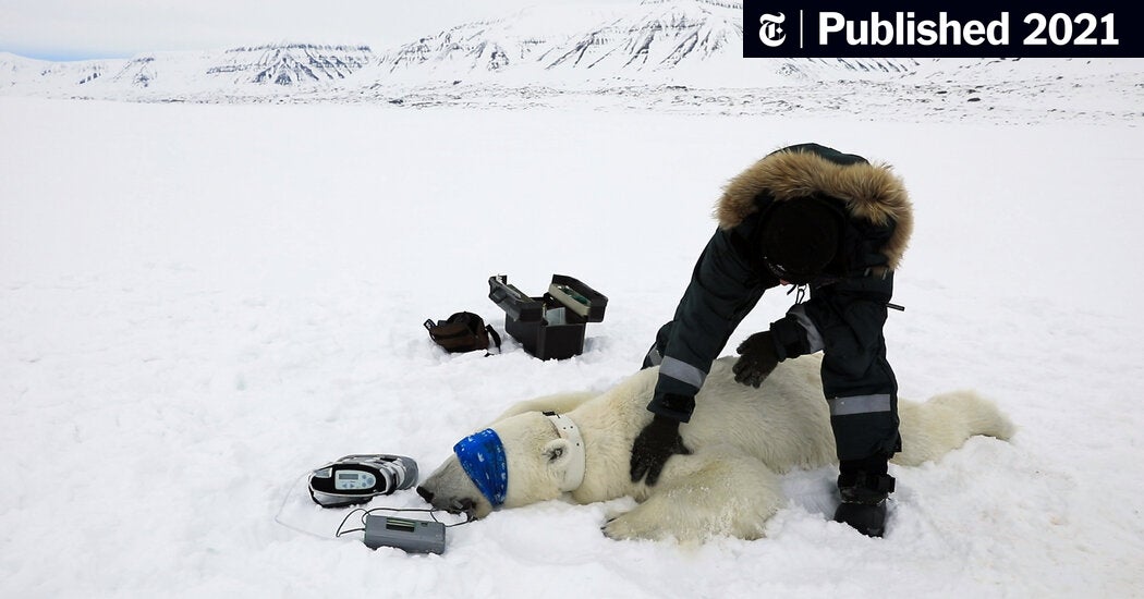 How to Catch a Polar Bear - The New York Times