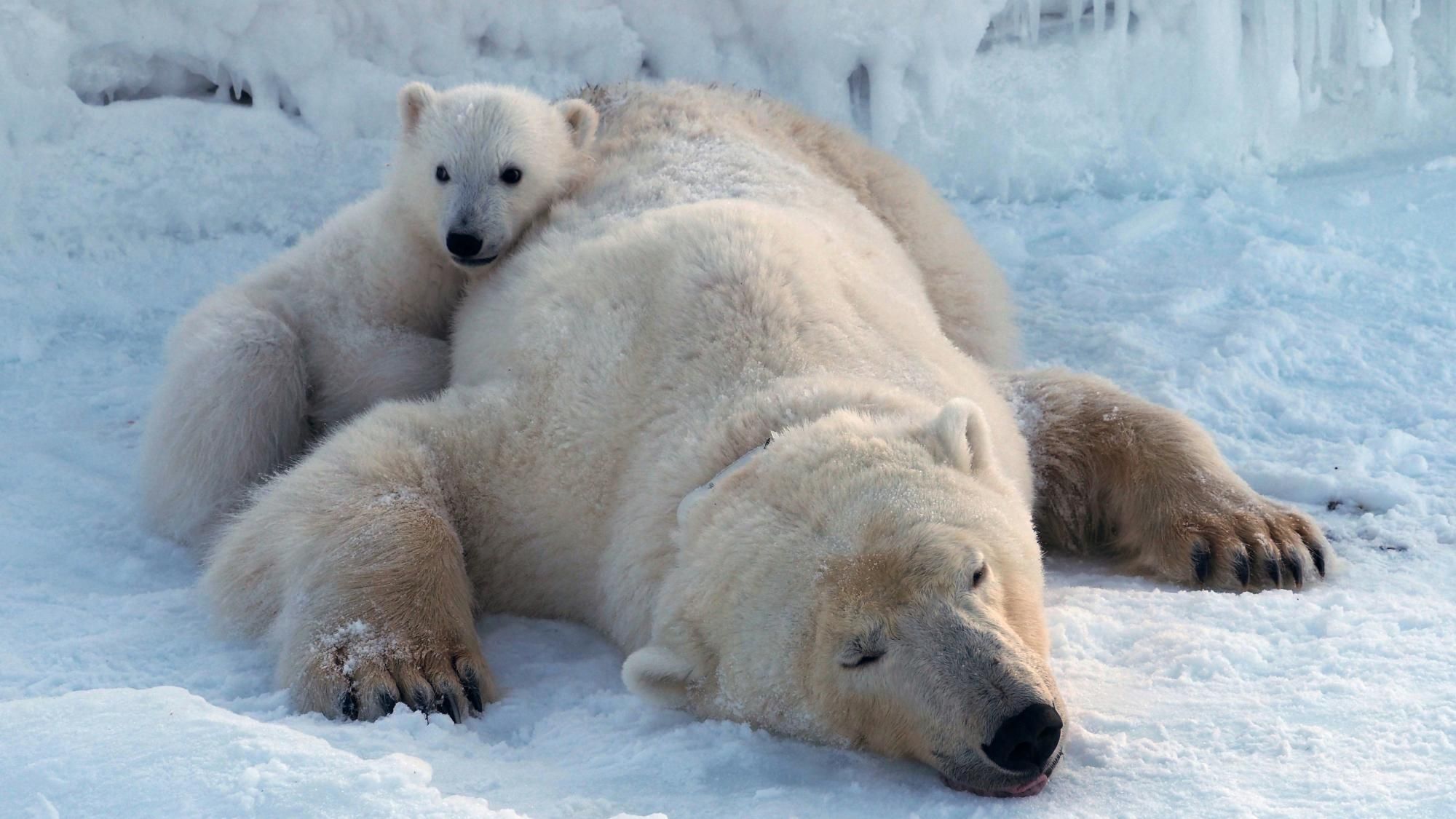 Polar bears getting "fatter and healthier" amid ice loss