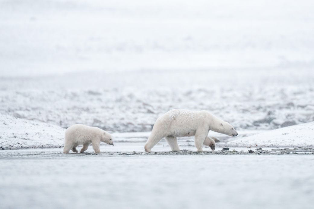 Polar bears in Norway's Arctic are getting fatter and healthier ...