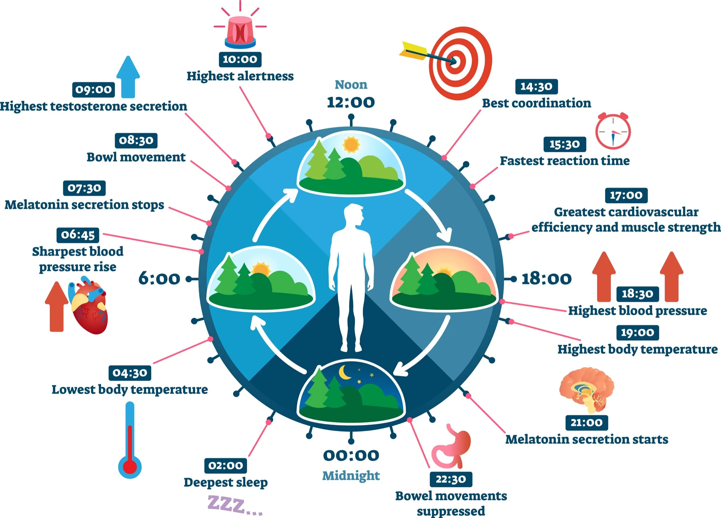 The Science Behind Spectrally Enhanced Circadian Lighting — Lumen Impact