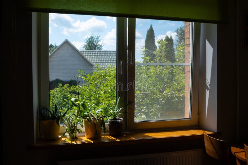 Cozy Home Interior with Sunlight Streaming through a Window, Illuminating  Potted Plants on a Wooden Sill Stock Image - Image of warm, sunlight:  331278319